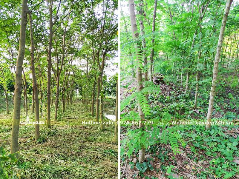 Dưỡng ủ cây Bọ Cạp Hồng trong bầu chìm