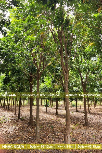 Vườn Nhạc Ngựa cao lớn, có đường kính gốc từ 10cm trở lên
