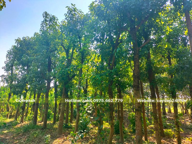 Vườn dâm ủ cây nhội cao 4m, đk gốc từ 15cm