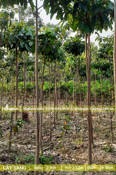 Vườn trồng cây Sang công trình đường kính gốc 5 - 8cm