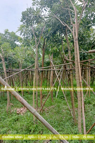 Vườn được dựng giàn và cọc để đỡ cây, mỗi cây có một cọc dài buộc cho thân đứng thẳng