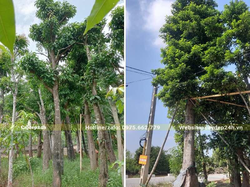 Vườn dâm ủ cây Sang lâu năm