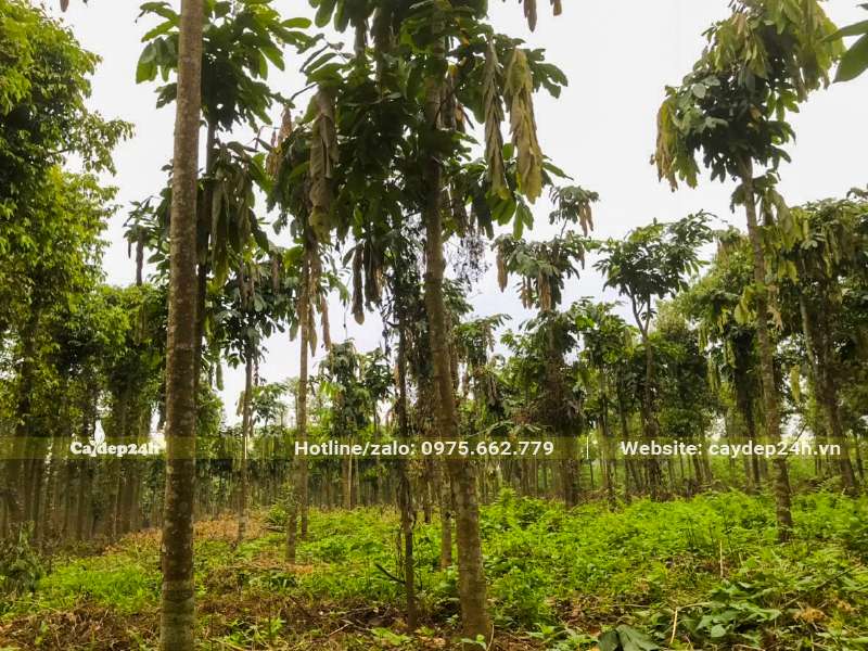 Vườn dưỡng số lượng lớn cây Vàng Anh dâm ủ, vanh từ 40 - 60