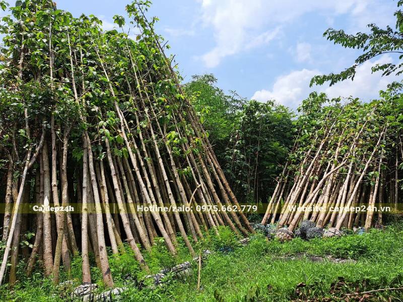 Hàng trăm cây dầu rái cao 5 - 7m tập kết tại nhà vườn