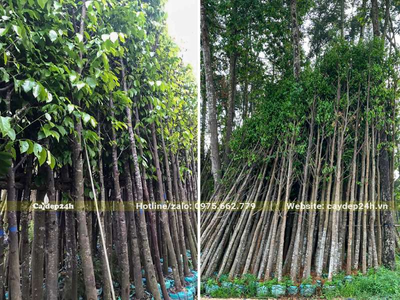 Dựng Sao Đen thành từng đống lớn để dưỡng ủ hàng loạt, cây có đường kính gốc từ 10cm trở lên