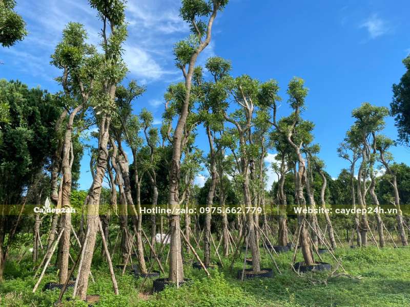 Dưỡng cây chuông vàng cổ thụ chiều cao từ 5 - 7m