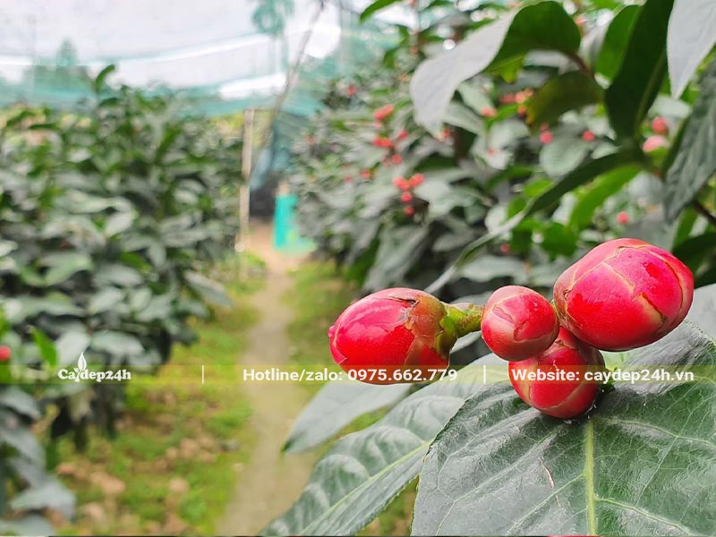 Nụ hoa cây Hải Đường đỏ