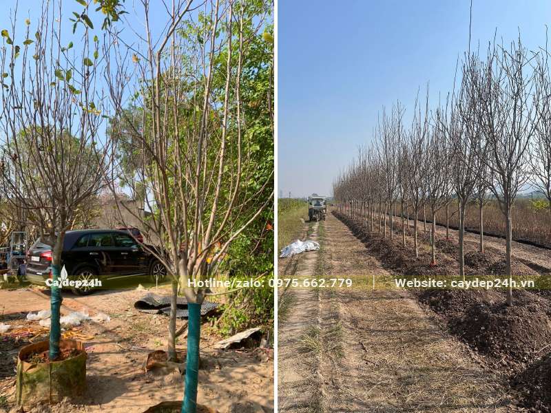 Mộc Lan công trình trồng và dâm ủ tại vườn