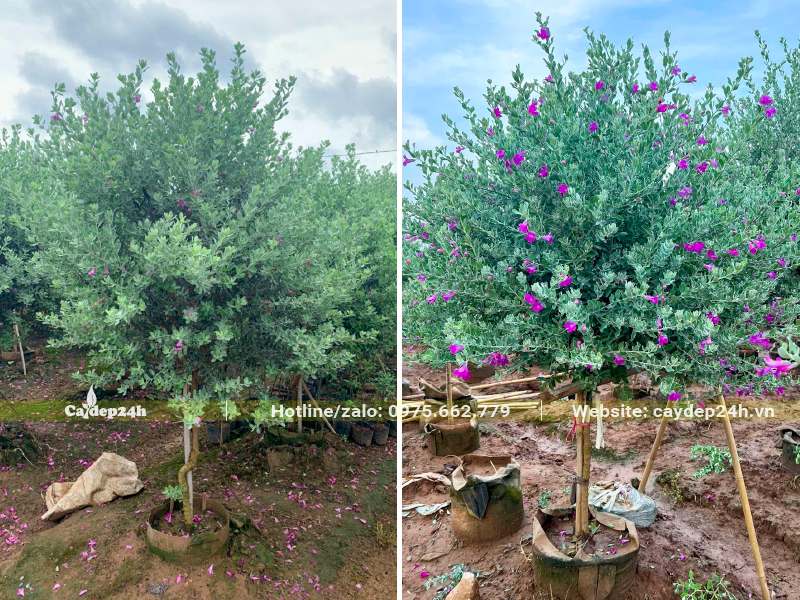 Vườn trồng và chăm sóc số lượng lớn cây Tuyết Sơn Phi Hồng lâu năm, chiều cao khoảng 1,8m