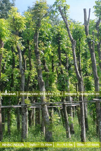 Vườn dưỡng số lượng lớn cây Nhạc Ngựa cổ thụ chiều cao từ 5m trở lên