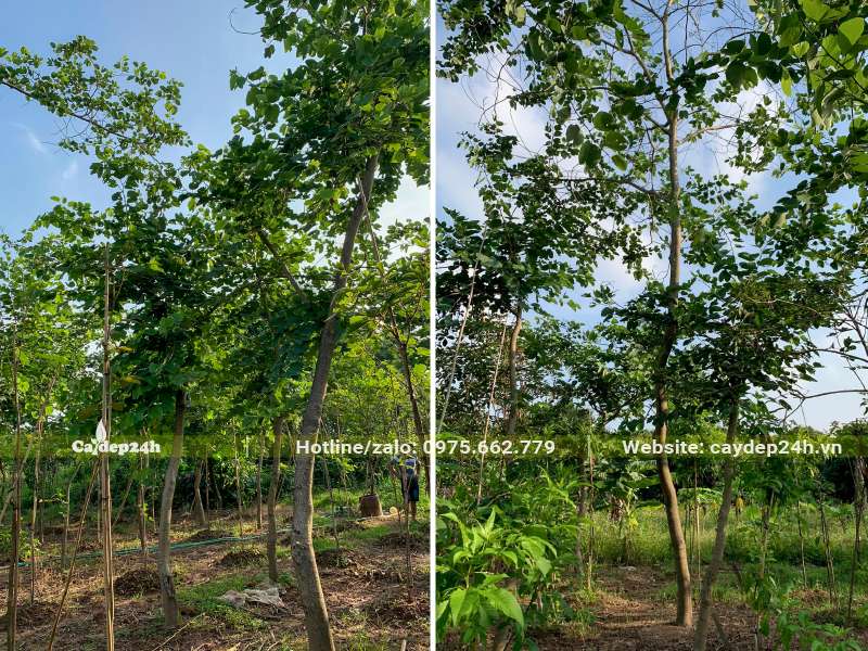 Vườn nuôi trồng Ban Tím đường kính gốc 10cm,