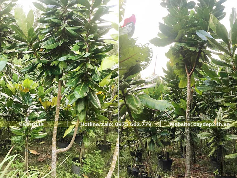 Vườn Bàng Vuông cao 3 - 4m được nuôi trồng từ nhỏ