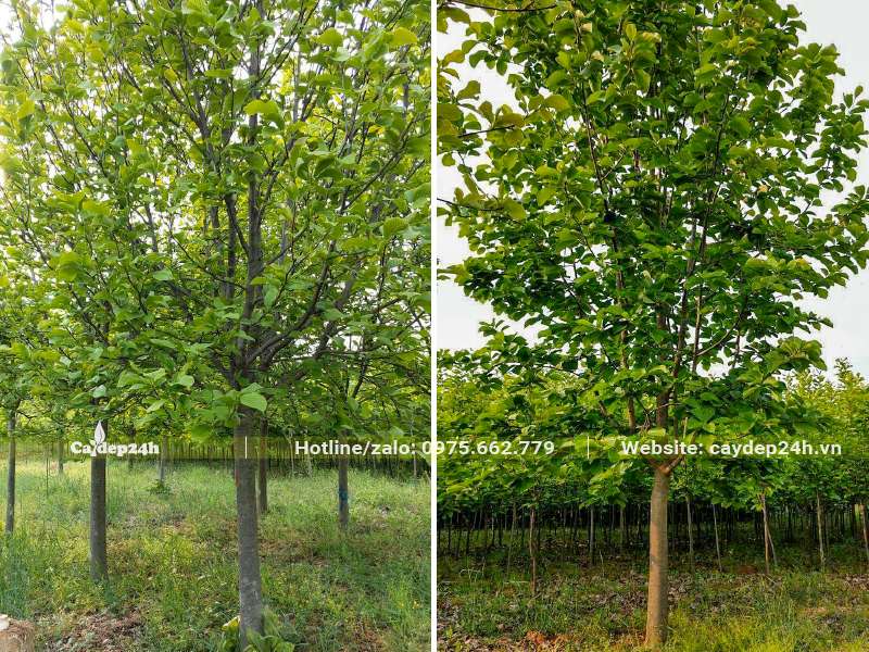 Hình ảnh khu vườn nuôi trồng cây hoa Mộc Lan trưởng thành, thân cao, đường kính gốc khoảng 10cm