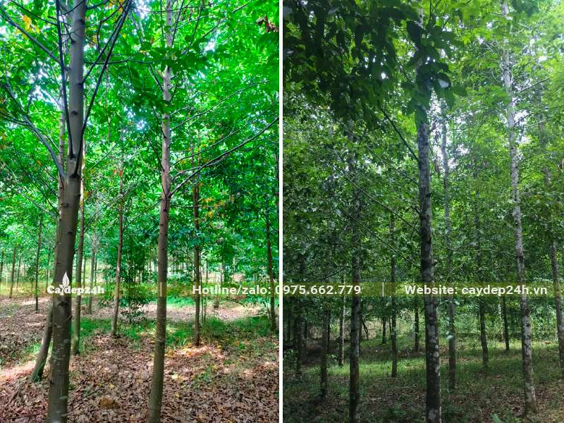 Rừng trồng Sao Đen đường kính gốc từ 10 - 20cm