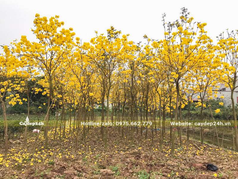 Vườn dâm ủ hàng trăm cây phong linh vang đường kính gốc 5 - 8cm