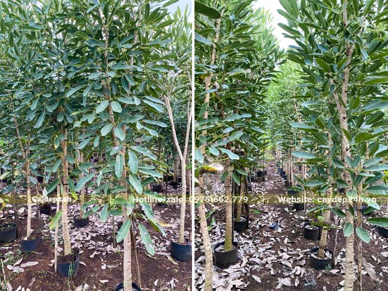 Vườn cây Chuông Vàng nhỏ, chưa phân tán, đường kính gốc 3 - 4cm