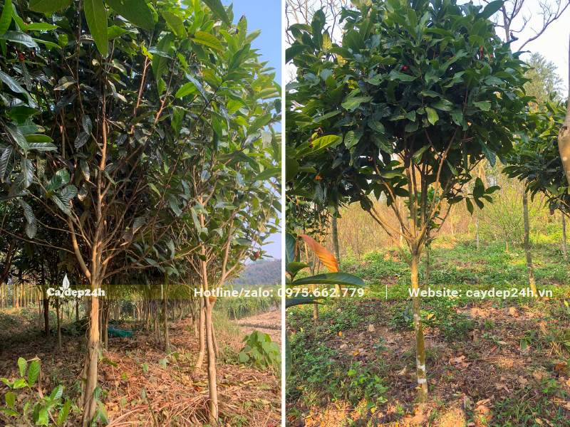 Vườn trồng Hải Đường đỏ thành từng hàng, chiều cao hơn 2m