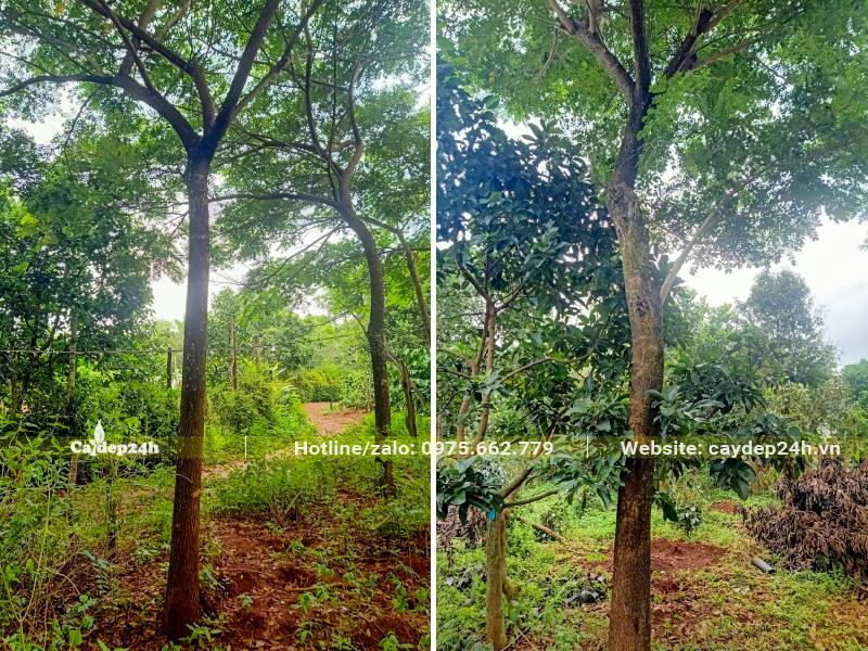 Vườn trồng Me Tây quy mô lớn, đường kính gốc đã đạt 20cm