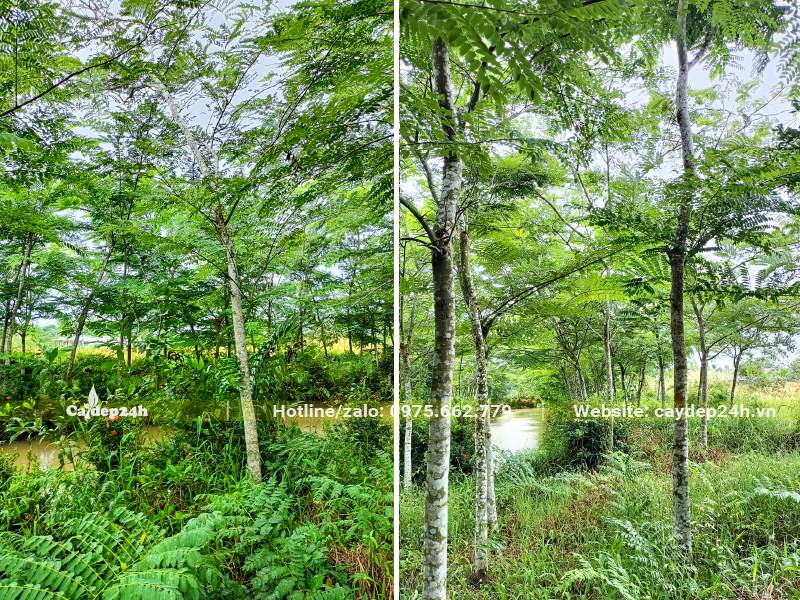 Khu vườn bán cây hoa muồng anh đào bứng thẳng đường kính thân 8 - 10cm đo cách gốc 1m