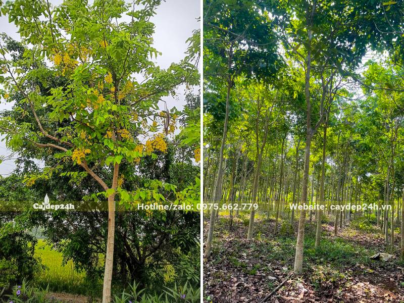 Vườn trồng và bán cây Muồng Hoàng Yến trưởng thành đường kính gốc 8 - 10cm