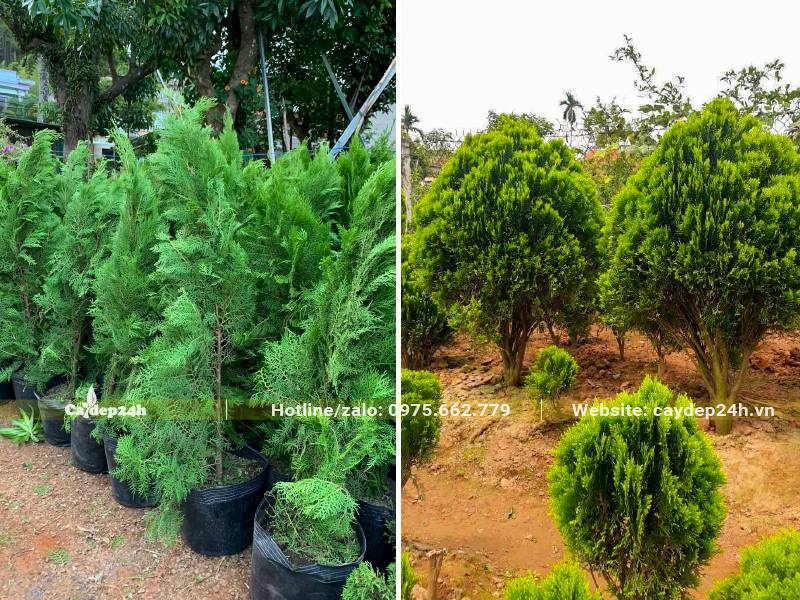 Khu dâm ủ và vườn nuôi trồng cây Trắc Bách Diệp