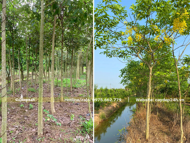 Vườn trồng cây Muồng Hoàng Yến số lượng lớn, đường kính gốc từ 5 - 10cm