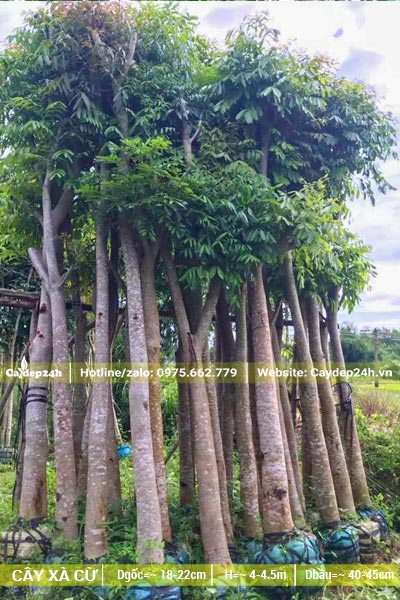 Khu vực tập kết cây Xà Cừ dâm ủ đk gốc 20cm