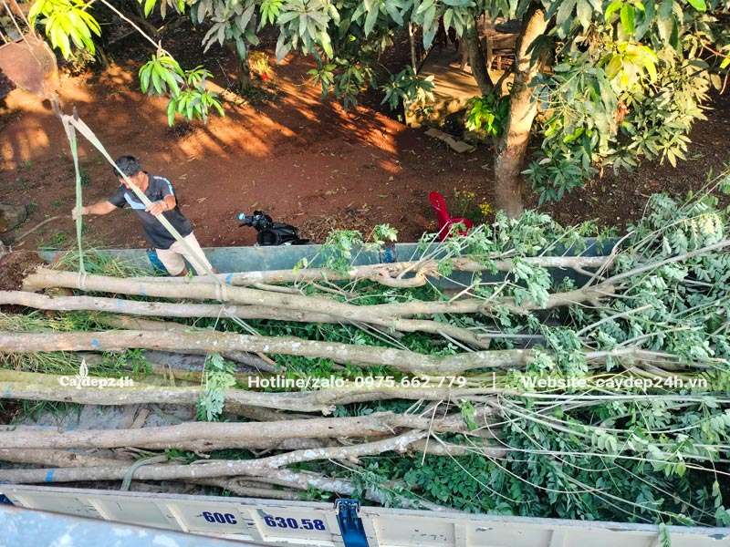Dưới sự trợ giúp của cần cẩu công nhân đang xếp cây Đỗ Mai công trình đường kính gốc 12cm lên xe tải