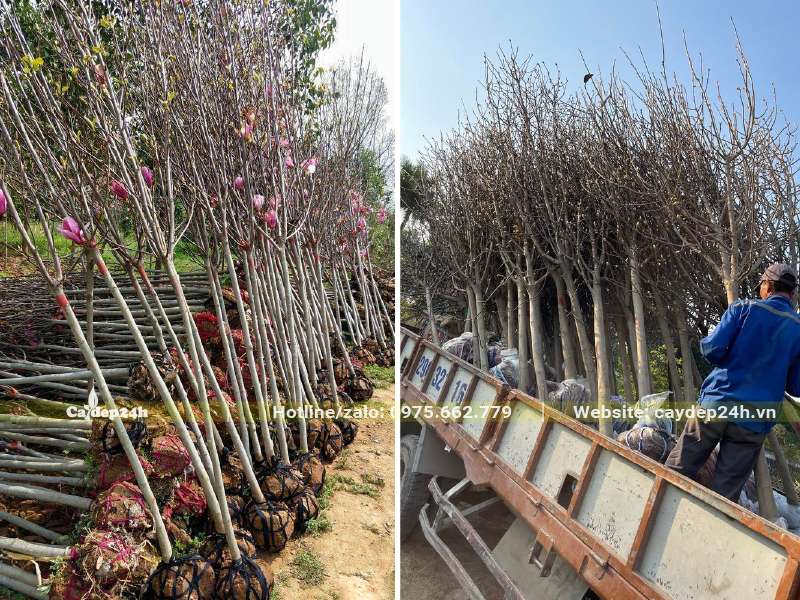 Cây đã bó bầu đường kính gốc 3 - 4cm được xếp lên thùng xe tải
