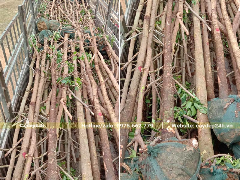 Cả trăm cây Nhội công trình đường kính gốc 20cm đang xếp lên thùng xe