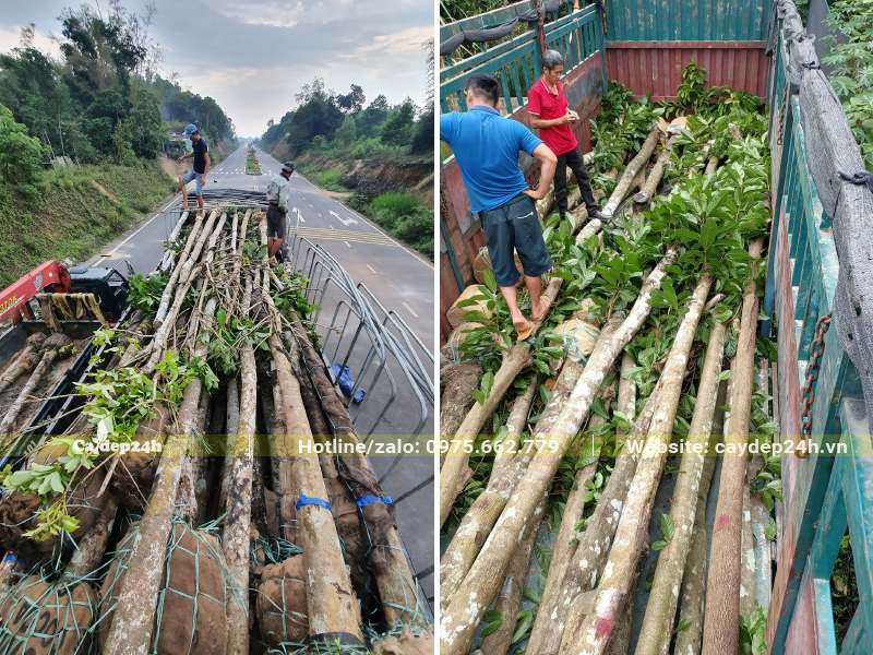 Thùng xe rơ-móoc trở hàng trăm cây Sang đường kính gốc 20cm trở lên