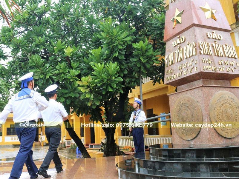 Cây Bàng Vuông cổ thụ chiều cao cả chục mét trồng ở Trường Sa