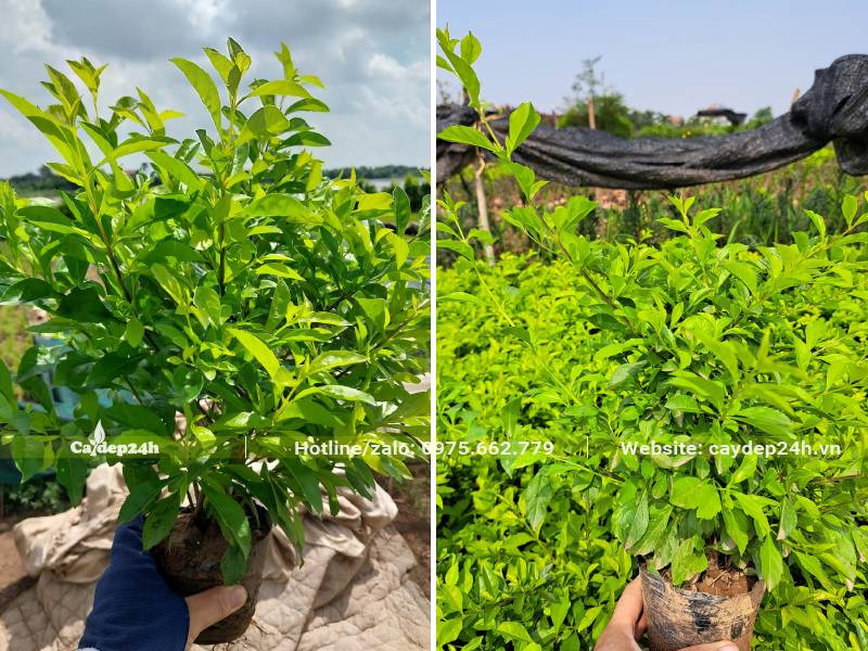 Cây Chuỗi Ngọc cao 20 30cm trồng sẵn trong bầu đất đk 12cm