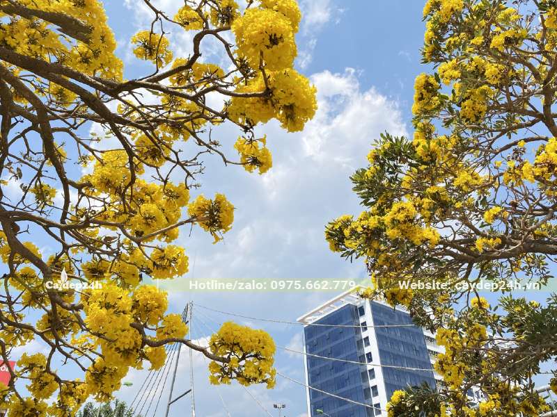 Những chùm hoa Chuông Vàng nở chi chít trên cành