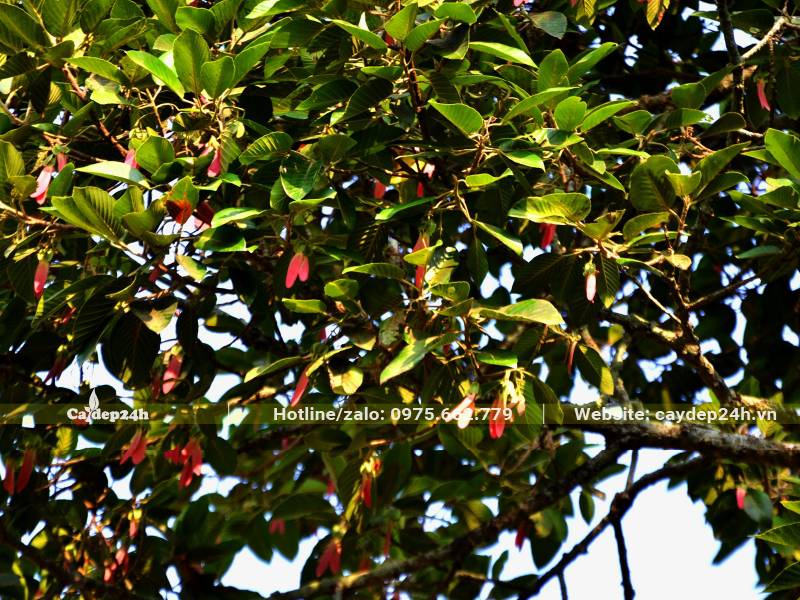 Tán cây Dầu Rái xum xuê, treo đầy quả màu xanh hồng độc đáo