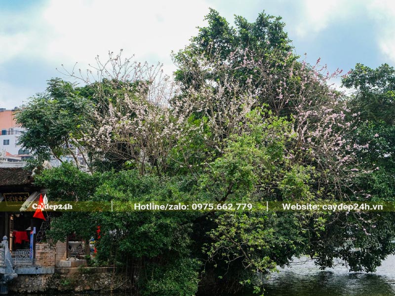 Cây Đỗ Mai cổ thụ đang nở hoa tại ngôi đền ở Hà Nội