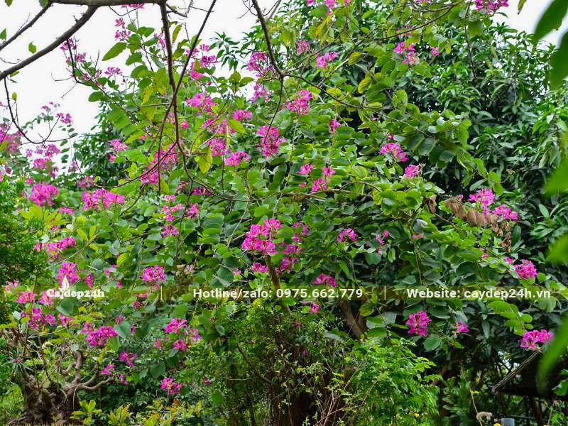 Màu hoa tím xen cùng màu xanh của tán lá đẹp một cách xuất sắc