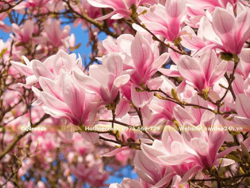 Mộc Lan hoa màu hồng nhạt xinh đẹp