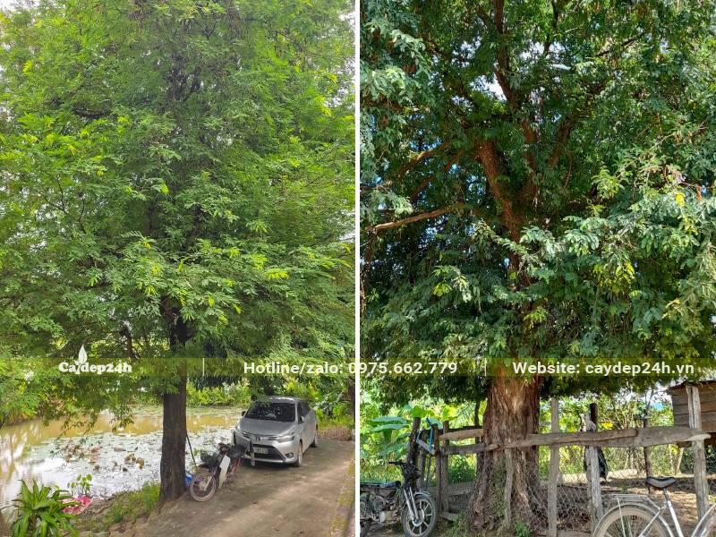 Hình ảnh Cây Me Tây cổ thụ trồng trước nhà