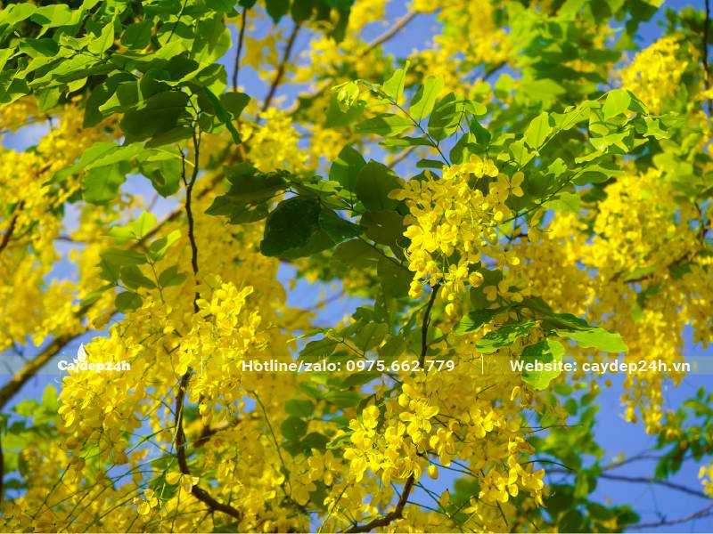 Tán cây Muồng Hoàng Yến phủ đầy sắc hoa vàng