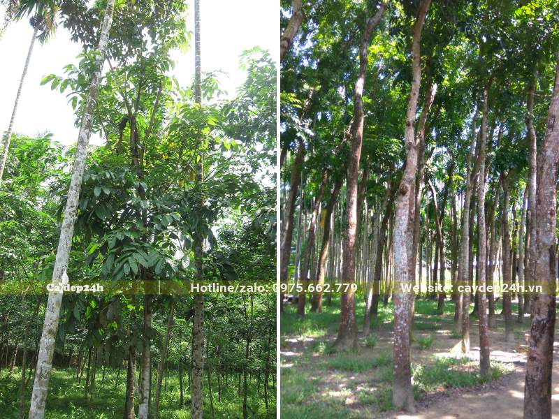 Vườn Nhạc Ngựa công trình lâu năm đường kính gốc từ 10 - 15cm