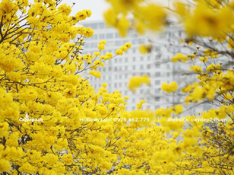 Mùa hoa Phong Linh nở rộ nhuộm vàng các tuyến đường, khu đô thị