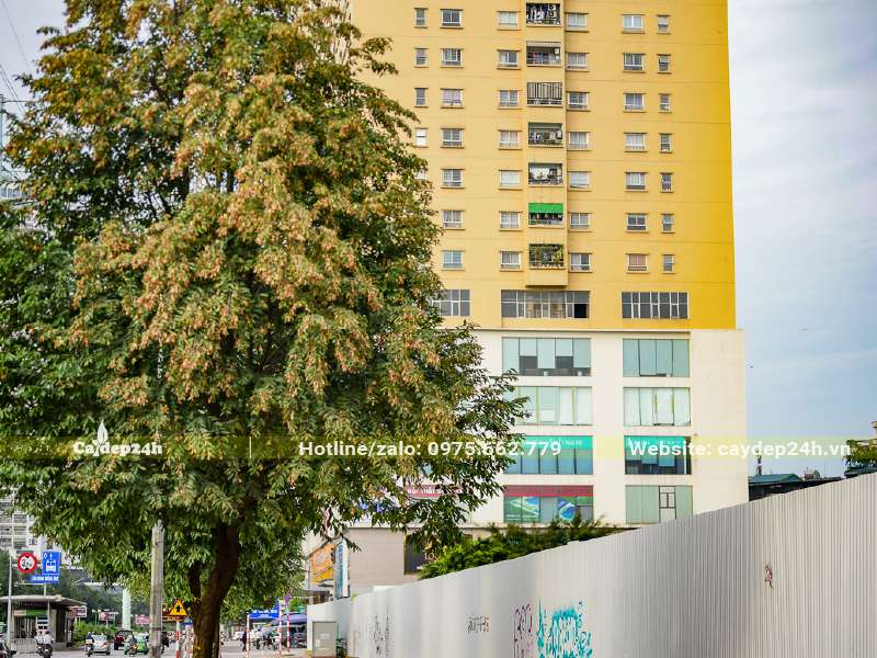 Cây Sao Đen mùa quả chín