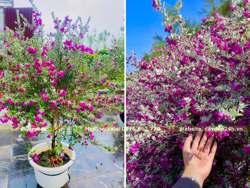 Trồng cây Tuyết Sơn Phi Hồng trong chậu