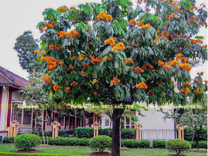 Trồng cây hoa Vàng Anh trong sân vườn, khuôn viên khu biệt thự