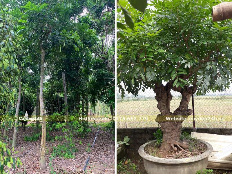 Xà Cừ trồng công trình kích thước nhỏ và cây trồng chậu làm cảnh