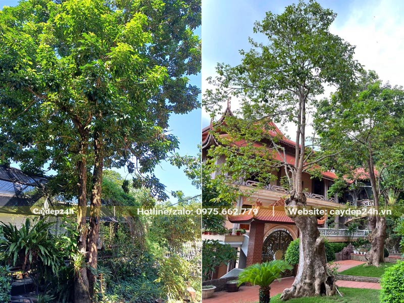 Hình ảnh cây Nhội cổ thụ dáng đẹp trồng trong sân vườn, khuôn viên chùa