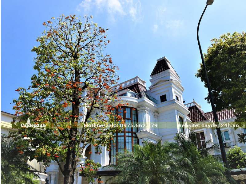 Trước biệt thự trồng cây sang cổ thụ cao gần 6m