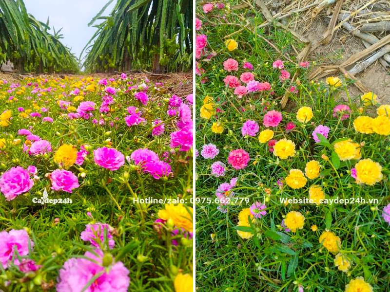 Trồng thảm Hoa Mười Giờ ở khu vườn Thanh long quy mô hàng chục hecta