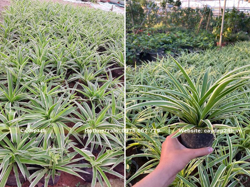 Cây Cỏ Lan Chi ươm và trồng sẵn trong bầu, chiều cao khoảng 15cm